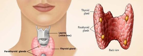 থাইরয়েড কী, লক্ষণ ও করণীয়